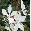 Gaura Seeds - Fluffy Perennial - Marde Ross & Company