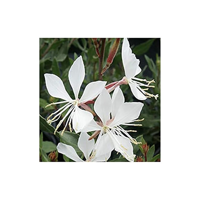 Gaura Seeds - Fluffy Perennial - Marde Ross & Company