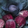 Viridis Hortus - Cabbage Red Drumhead (400) (1.33g's) Vegetable Seeds