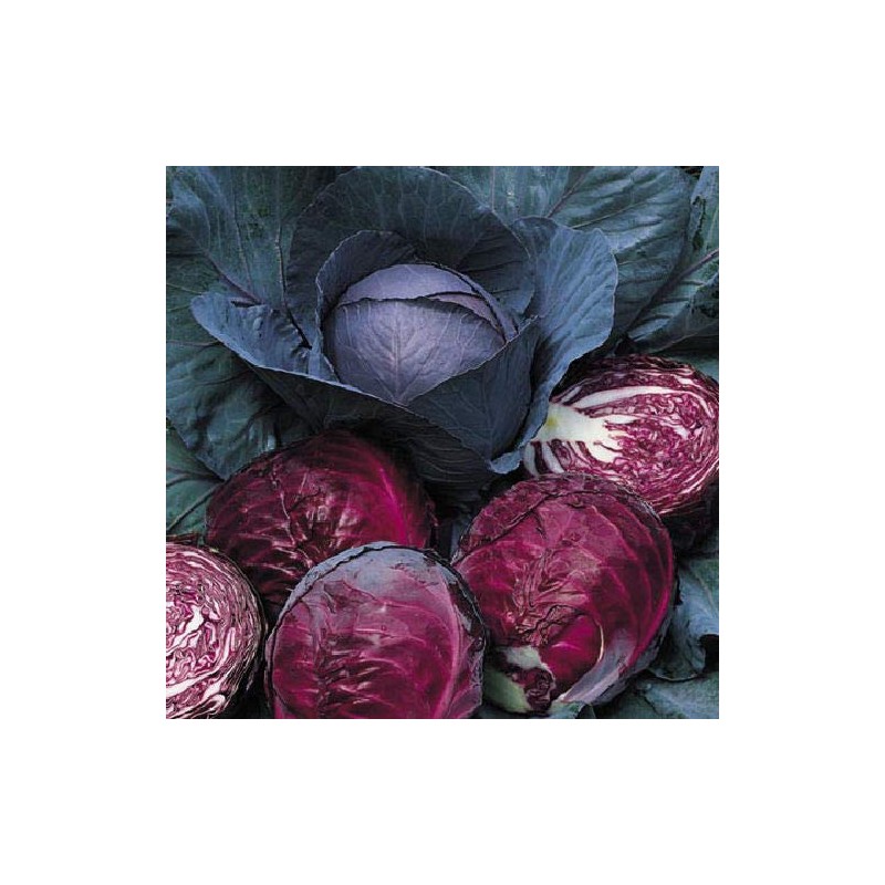 Viridis Hortus - Cabbage Red Drumhead (400) (1.33g's) Vegetable Seeds