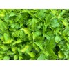Lowhill Valley Stinging Nettle Leaf Herbal Tea - Urtica dioica