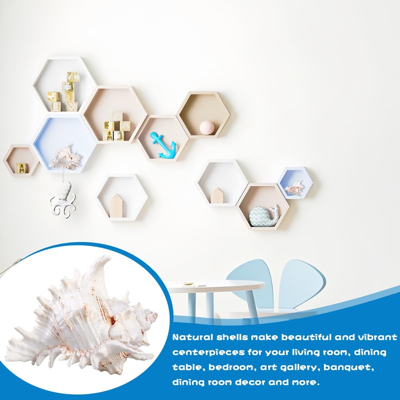 Natural Shells, 18-20 cm Large Natural Shell Shells, Large Shells