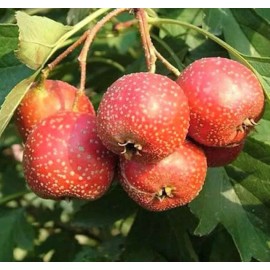 MySeeds.Co Crataegus pinnatifida (Chinese Hawthorn) Tree Seeds,  Edible Fruits - Trial Packet Size (~ 30 Seeds)