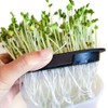 Greenfield Project Sprout Cultivation White Home Vegetable
