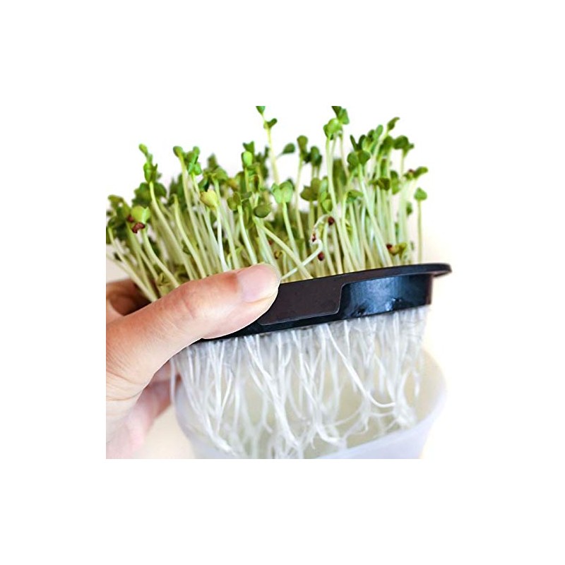 Greenfield Project Sprout Cultivation White Home Vegetable