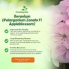 Outsidepride Appleblossom Geranium Seeds for Planting - 50 Pcs Annual,