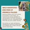 MycoDog Turkey Tail Mushroom Supplement for Dogs - Immune &