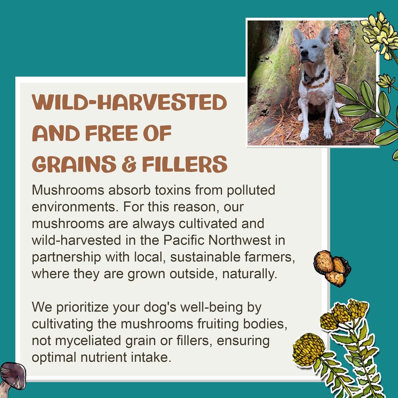 MycoDog Turkey Tail Mushroom Supplement for Dogs - Immune &
