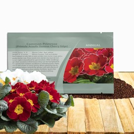 Outsidepride Danova Cherry Edge Common Primrose Seeds - 25 Pcs Annual, Hardy, Easy to Grow & Low Maintenance Flower Seeds for Planting Vibrant Soft Blooms, for Containers, Borders & Erosion Control