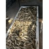 Lot Of 12 Dried Okra Pods.