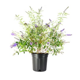 Buddleia Nanho Blue | 3 Extra Large 3 Gallon Plants | Fragrant & Compact Butterfly Bush, Ideal for Vibrant Landscapes, Attractive Borders & Butterfly Gardens, Drought Tolerant