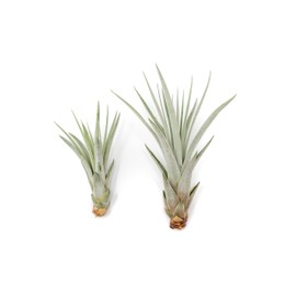 Air Plant Shop Tillandisa Fasciculata 'Golden Torch' - Wholesale and Bulk - Succulents - Live Tillandsia - Easy Care Indoor and Outdoor House Plants (Pack of 5)