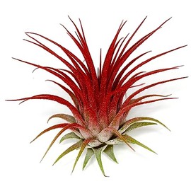 Ionantha Guatemala Tillandsia Air Plant, Guatemala Tillandsia Live Airplant, Healthy Arrival Guaranteed, Great Indoor Plant, Home Decor & Gift (Red)
