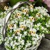 DYJAGYO 10Pcs Bee Garden Stakes Decor, Flower Pot Bed GardenDecorGarden