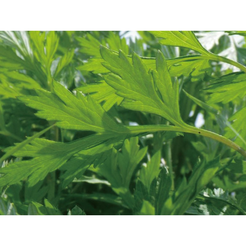 Ecott Cosmetics Organic Oil Serum, Wormwood, Aichi Prefecture