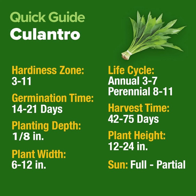 HOME GROWN Culantro Seeds - 720+ 𝗡𝗢𝗡-𝗚𝗠𝗢, 𝗨𝗦𝗔-𝗦𝗢𝗨�