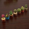 L 7pcs Pequeño Cactus Miniatura Suculentas Plantas Decora Z