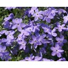 50 Sherwood Phlox Seeds Flower Perennial Seed Flowers Butterfly Perennial