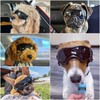NAMSAN Dog Sunglasses Medium Breed, UV Protection Doggy Goggles Small