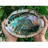 3-Pack Jumbo Abalone Shells 7–8 Inch Seashell Smudge Bowl for