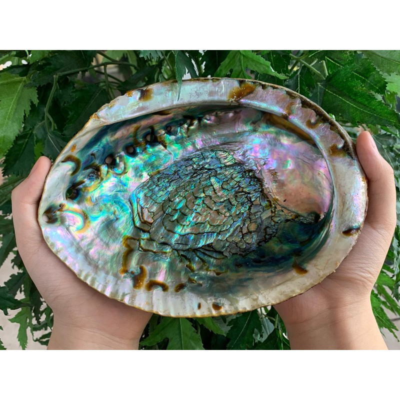 3-Pack Jumbo Abalone Shells 7–8 Inch Seashell Smudge Bowl for