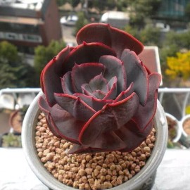 Mixed Rare Succulent Plant Seeds, 100pcs/pack