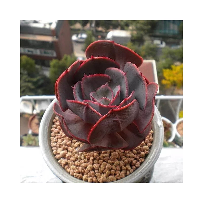 Mixed Rare Succulent Plant Seeds, 100pcs/pack