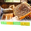 5 Pcs Durable Beehive Door Entrance Gate AntiEscape Beekeeper Plastic