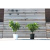 Calamondin Citrus Plant NO Shipping to CA, AZ, or TX