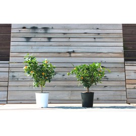 Calamondin Citrus Plant NO Shipping to CA, AZ, or TX