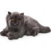 Carl Dick Persian Cat grey, Stuffed Animal, Plush Toy