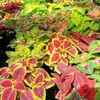 Eden Brothers Coleus Blumei Seeds - Rainbow Mix
