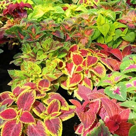 Eden Brothers Coleus Blumei Seeds - Rainbow Mix