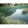 Versatile Pond Net 5 m x 6 m Green 17
