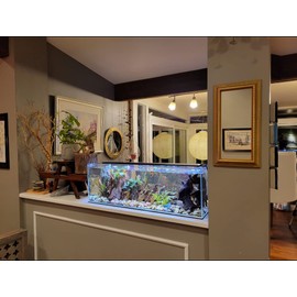 Lifegard Aquatics 6 Gallon Clear Glass Bookshelf Aquarium