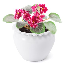 Lovely Ran African Violet Flower Pot Ceramic Self Watering Flower Pot 6.5 * 4.6 * 4 inch Simple Plant Self Watering Pot Indoor Flowers High Absorption Herbaceous Flower Pots Modern Decor Pots