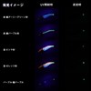 Daiwa Egi Emeraldas Amoras Joint Type S 3.5 Keimura -