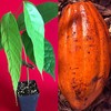 TRINITARIO Theobroma Cacao Cocoa Chocolate Fruit Tree Potted Plant RED