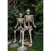 Seasons 74" Poseable Skeleton