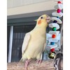2 Pack Bird Toys with Millet Cuttlebone, Parakeet Toys, Bird