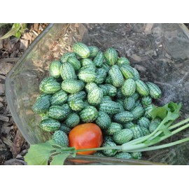 Little Seed Store 20+MOUSE MELON Vegetable Seeds Mexican Sour Gherkin Cucumber Organic Container