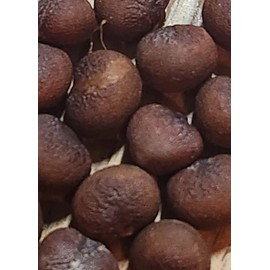 10+ African Baobab Seeds | Adansonia Digitata Tree of Life | Rare