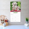 Pups in Cups 2025 Wall Calendar, 12" x 12"
