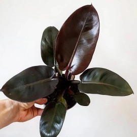 Wekiva Foliage Black Cardinal Philodendron - Live Plant in a 4 Inch Pot
