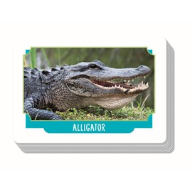 Clementoni Galileo Games Record Suspect Animals - Card Game, Ideal as a Travel Game for Adults and Children from 6 Years, 59339