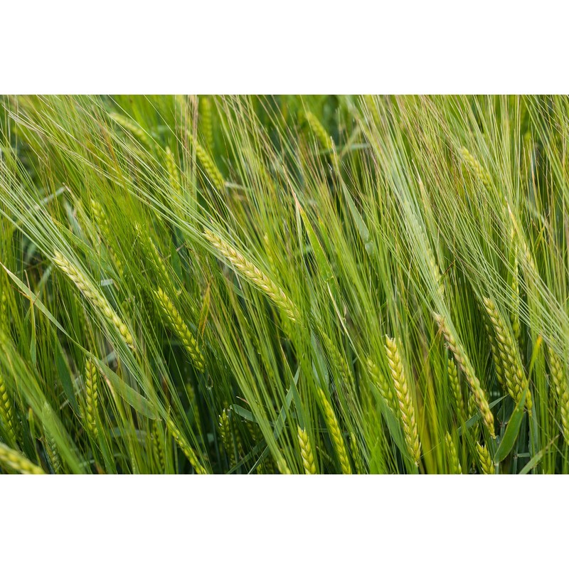 All Good Things Organic Great Grains Seeds for Planting: 4