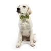 Huxley & Kent Bow Tie for Pets - Happy Avocados
