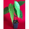 TRINITARIO Theobroma Cacao Cocoa Chocolate Fruit Tree Potted Plant RED