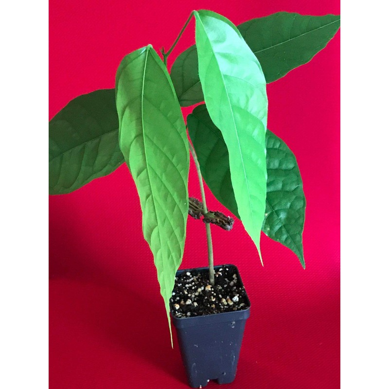 TRINITARIO Theobroma Cacao Cocoa Chocolate Fruit Tree Potted Plant RED