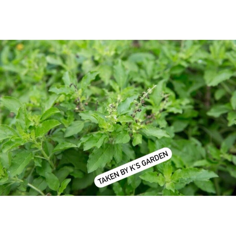 HOLY BASIL SEEDS, กะเพราขาว - HẠT HƯƠNG NHU TÍA (500+